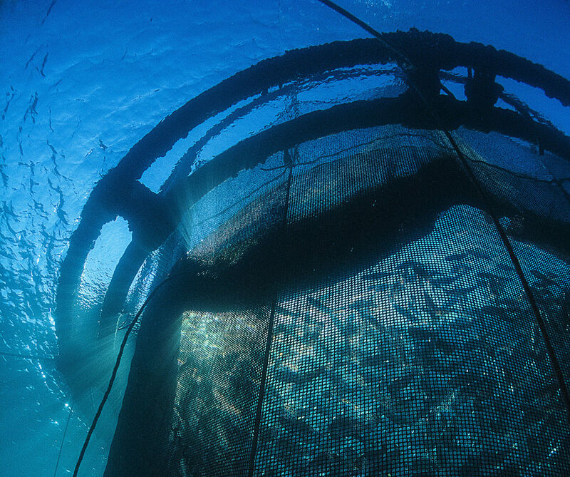 Aquaculture fish farm net and mooring inspection