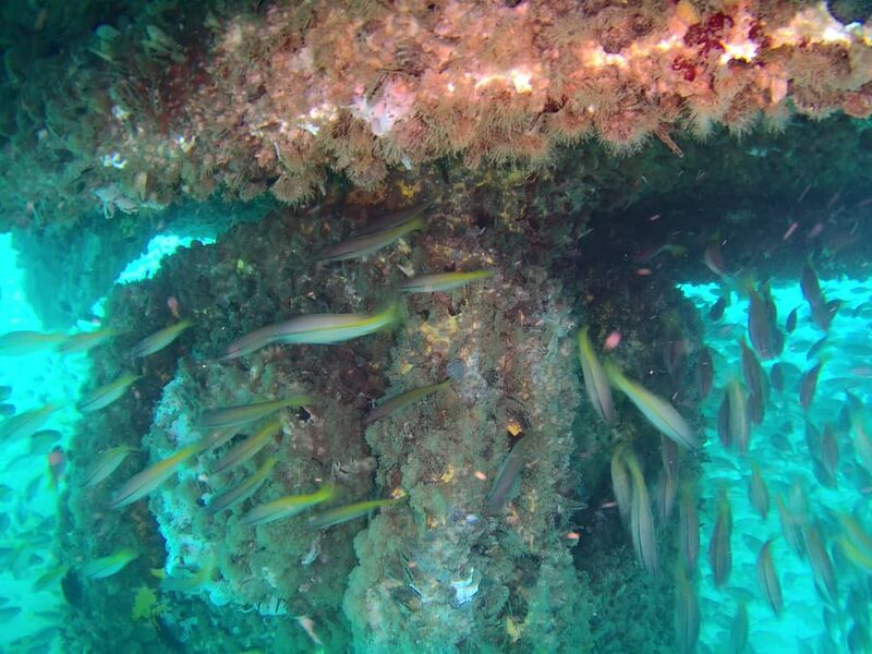 Fish schooling around an offshore structure during inspection